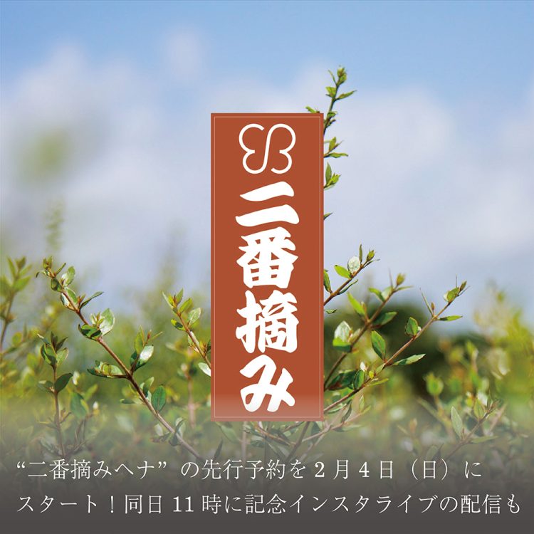 2023年秋冬にかけて収穫されたフレッシュな”二番摘みヘナ”の先行予約を2月4日(日)にスタート！同日11時に記念インスタライブの配信も